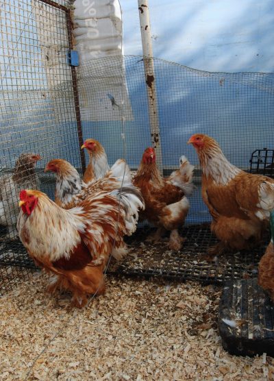 Lemon Pyle Brahma Kuluçkalık Yumurta