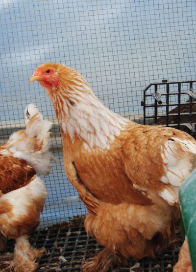 Lemon Pyle Brahma Kuluçkalık Yumurta