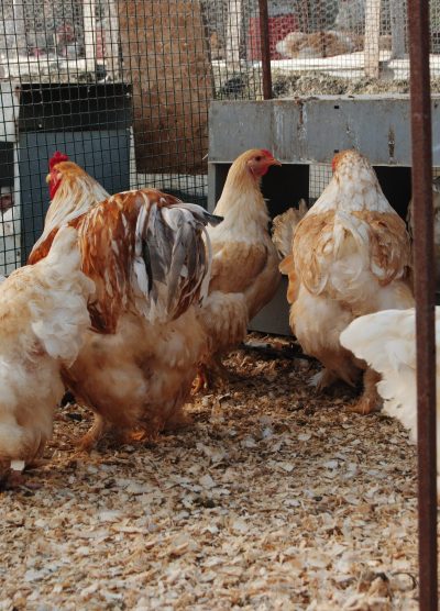 Lemon Pyle Brahma Kuluçkalık Yumurta