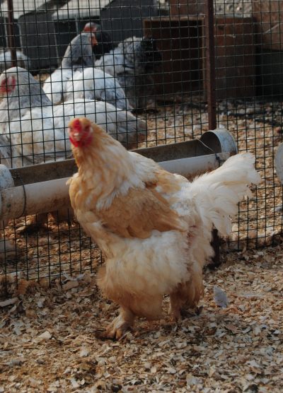 Lemon Pyle Brahma Kuluçkalık Yumurta