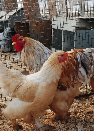 Lemon Pyle Brahma Kuluçkalık Yumurta