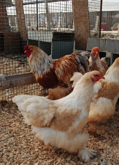 Lemon Pyle Brahma Kuluçkalık Yumurta