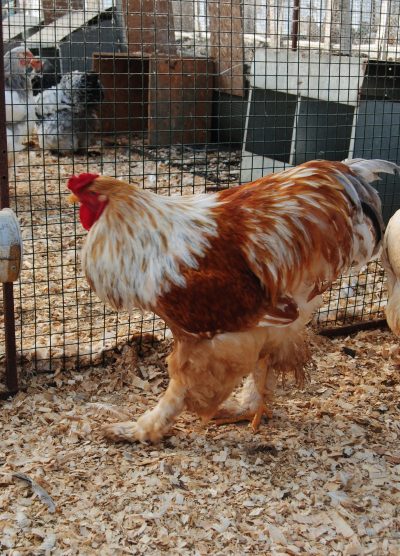 Lemon Pyle Brahma Kuluçkalık Yumurta