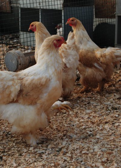 Lemon Pyle Brahma Kuluçkalık Yumurta