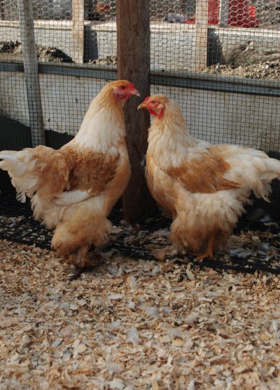 Lemon Pyle Brahma Kuluçkalık Yumurta