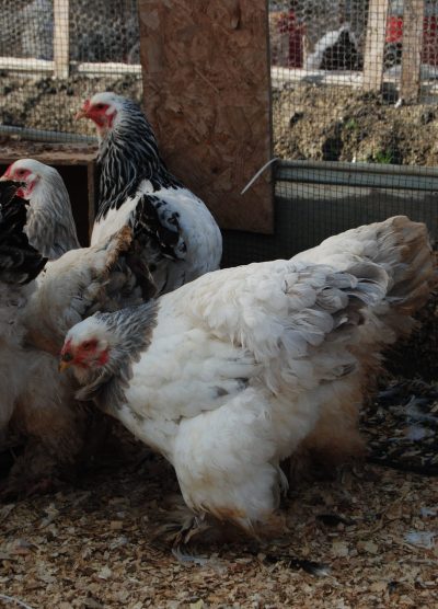 Light Blue Brahma Kuluçkalık Yumurta