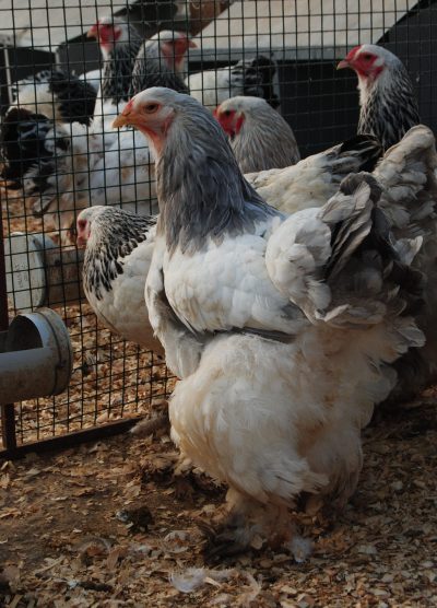 Light Blue Brahma Kuluçkalık Yumurta