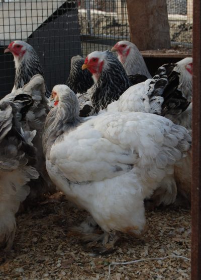 Light Blue Brahma Kuluçkalık Yumurta