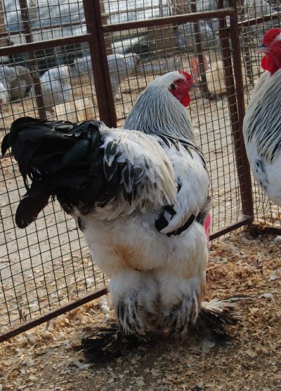 Light Blue Brahma Kuluçkalık Yumurta