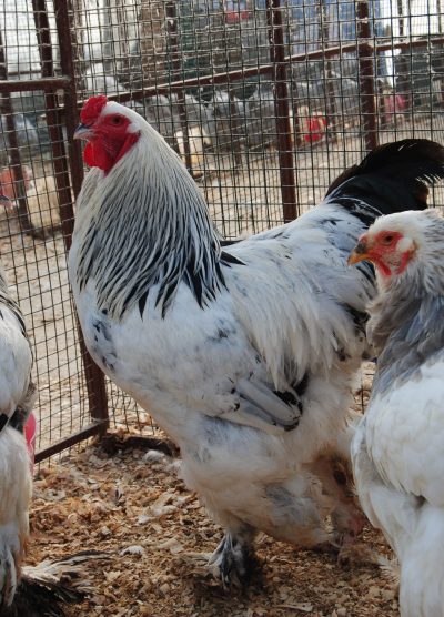 Light Blue Brahma Kuluçkalık Yumurta