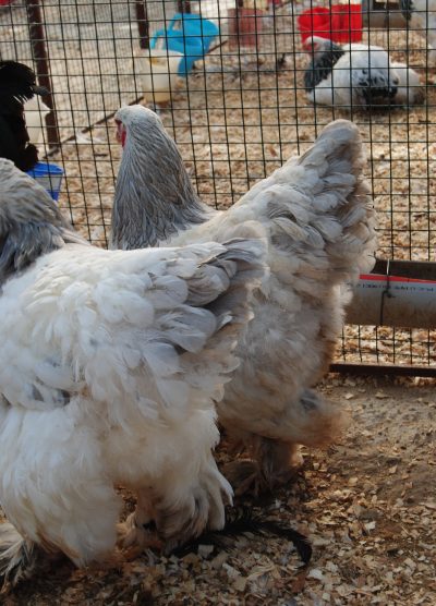 Light Blue Brahma Kuluçkalık Yumurta