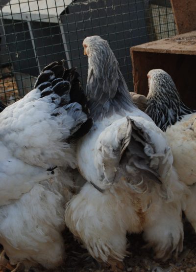 Light Blue Brahma Kuluçkalık Yumurta