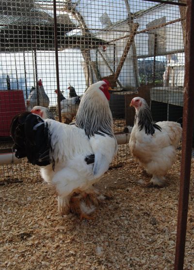 Light Blue Brahma Kuluçkalık Yumurta