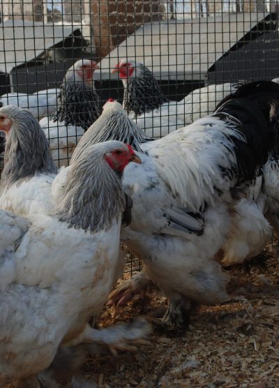 Light Blue Brahma Kuluçkalık Yumurta