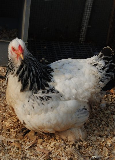 Light Brahma Kuluçkalık Yumurta