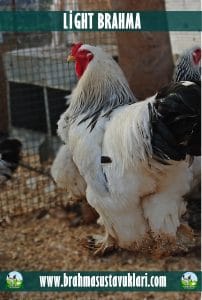 Light Brahma Kuluçkalık Yumurta