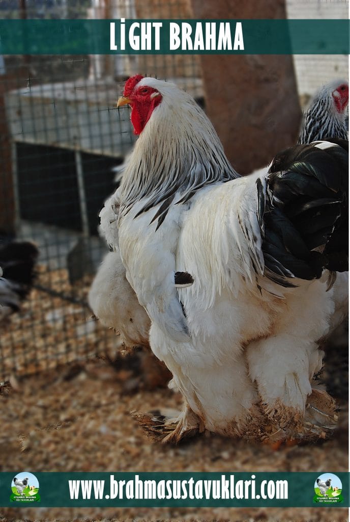 Light Brahma Tavuk Özellikleri İstanbul Süs TAVUKLARI Light Brahma Tavuk Özellikleri