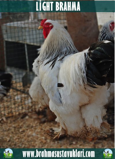 Light Brahma Kuluçkalık Yumurta