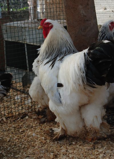 Light Brahma Kuluçkalık Yumurta