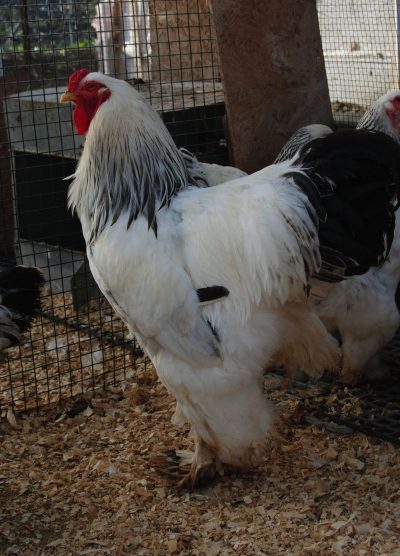 Light Brahma Kuluçkalık Yumurta