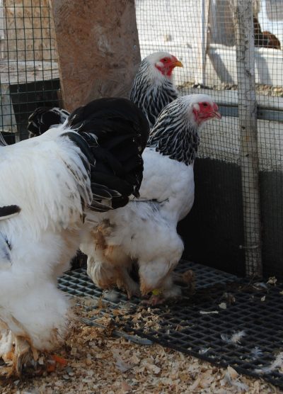 Light Brahma Kuluçkalık Yumurta