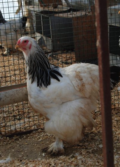 Light Brahma Kuluçkalık Yumurta