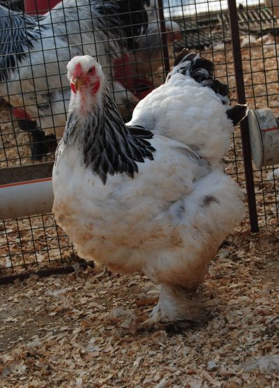 Light Brahma Kuluçkalık Yumurta