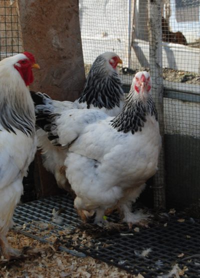 Light Brahma Kuluçkalık Yumurta