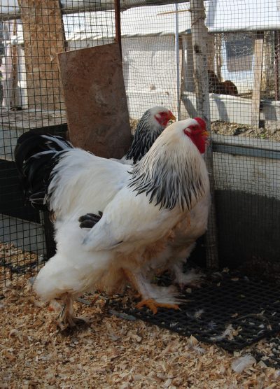 Light Brahma Kuluçkalık Yumurta