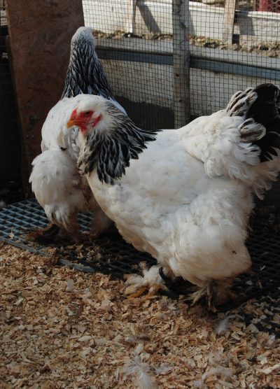 Light Brahma Kuluçkalık Yumurta