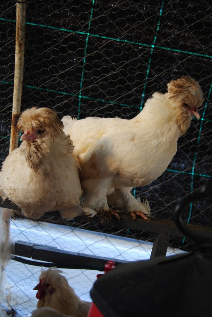 Osmanlı Sultan Tavuğu Kuluçkalık Yumurta 2026 İstanbul Süs TAVUKLARI Osmanlı Sultan Kuluçkalık Yumurta