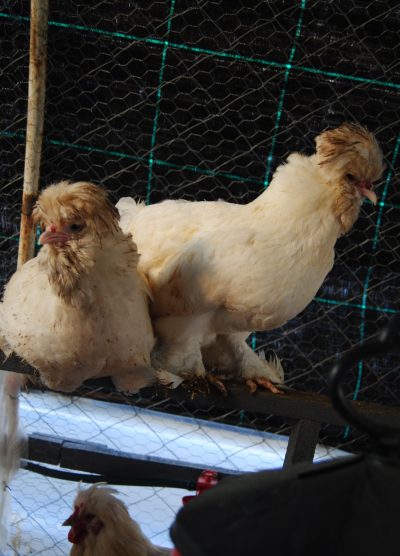 Osmanlı Sultan Kuluçkalık Yumurta