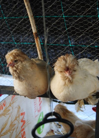 Osmanlı Sultan Kuluçkalık Yumurta