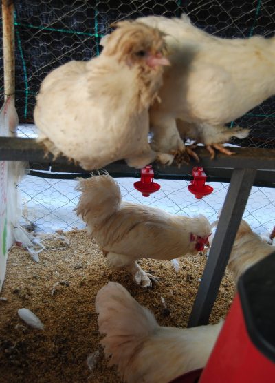 Osmanlı Sultan Kuluçkalık Yumurta