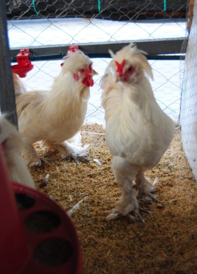 Osmanlı Sultan Kuluçkalık Yumurta