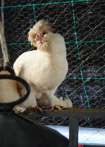 Osmanlı Sultan Kuluçkalık Yumurta