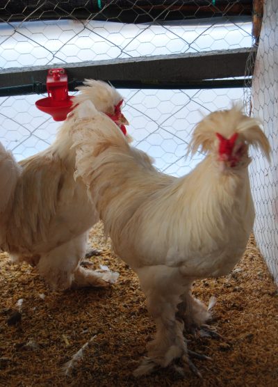 Osmanlı Sultan Kuluçkalık Yumurta