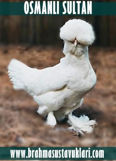 Osmanlı Sultan Kuluçkalık Yumurta