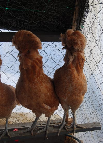 Portakal Fizan Kuluçkalık Yumurta