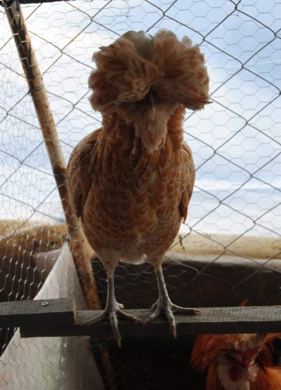 Portakal Fizan Kuluçkalık Yumurta