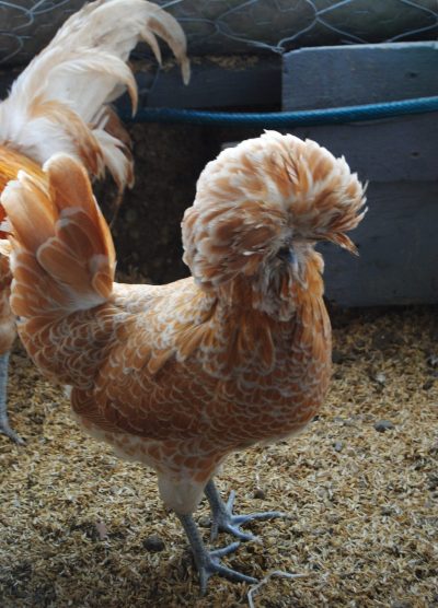 Portakal Fizan Kuluçkalık Yumurta