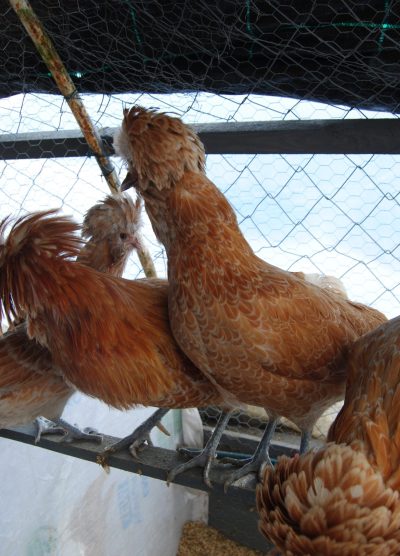 Portakal Fizan Kuluçkalık Yumurta