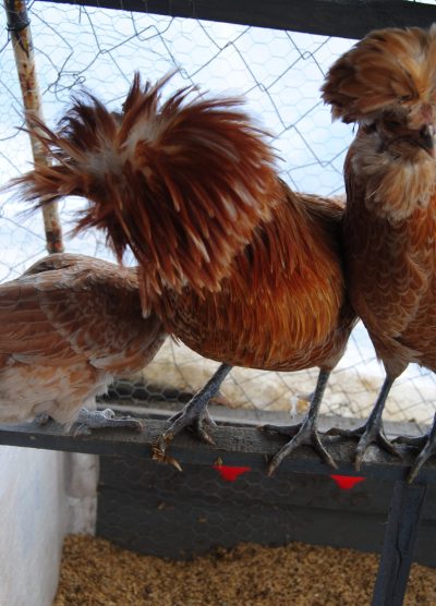 Portakal Fizan Kuluçkalık Yumurta