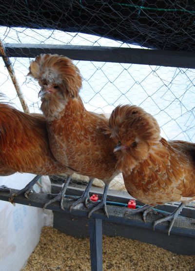 Portakal Fizan Kuluçkalık Yumurta