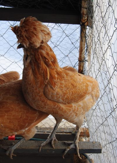 Portakal Fizan Kuluçkalık Yumurta