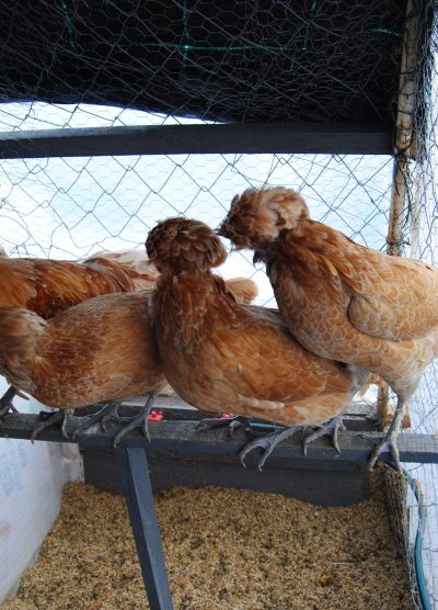 Portakal Fizan Kuluçkalık Yumurta