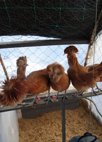 Portakal Fizan Kuluçkalık Yumurta