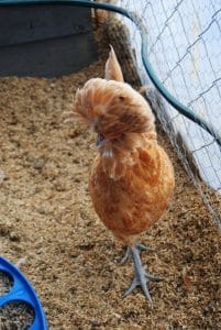 PORTAKAL FİZAN KULUÇKALIK YUMURTA