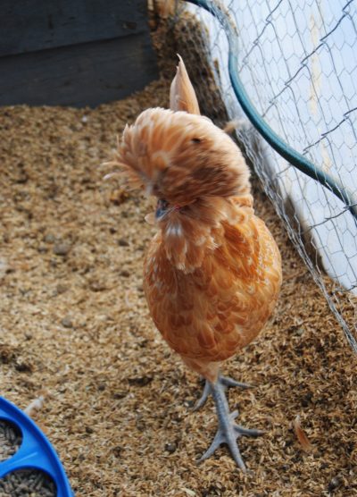 Portakal Fizan Kuluçkalık Yumurta