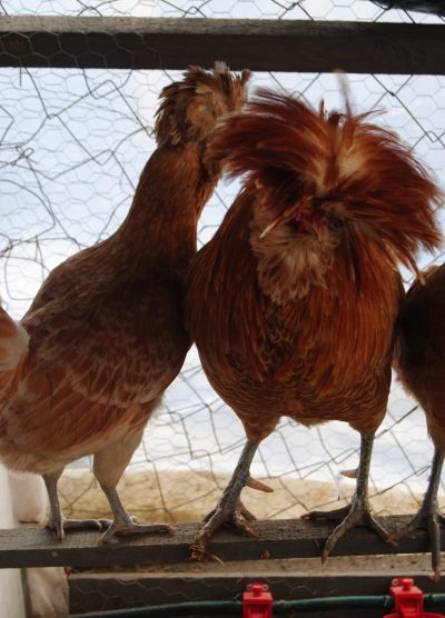 Portakal Fizan Kuluçkalık Yumurta